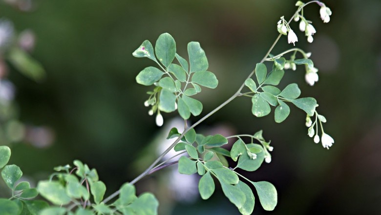 Cây dược liệu cây Khứu tiết thảo - Boenninghausenia albiflora (Hook.) Rchb. ex Meisn