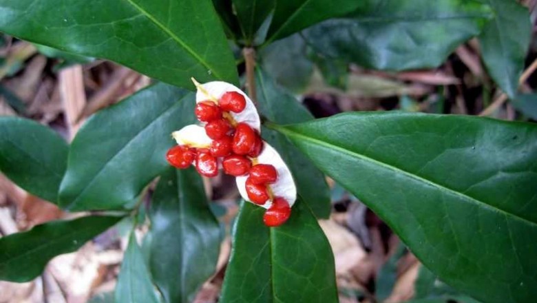 Cây dược liệu cây Khuy áo nhẵn- Pittosporum glabratum Lindl