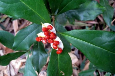 Cây dược liệu cây Khuy áo nhẵn- Pittosporum glabratum Lindl