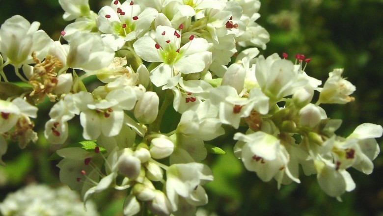 Cây dược liệu cây Kiều mạch, Mạch ba góc - Fagopyrum esculentum Moench