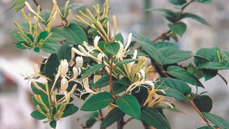 Cây dược liệu cây Kim ngân dại, Kim ngân vòi nhám - Lonicera dasystyla Rehd