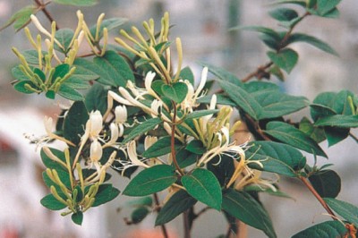 Cây dược liệu cây Kim ngân dại, Kim ngân vòi nhám - Lonicera dasystyla Rehd