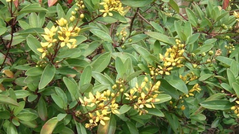 Cây dược liệu cây Kim đồng – Galphimia gracilis Bartl, (G. glauca Cav., Thryallis glauca (Cav.) O. Ktze)