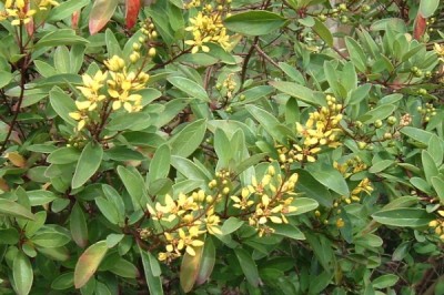 Cây dược liệu cây Kim đồng – Galphimia gracilis Bartl, (G. glauca Cav., Thryallis glauca (Cav.) O. Ktze)