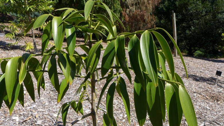 Cây dược liệu cây Kim giao - Nageia fleuryi (Hick.) de Laubenf, (Podocarpus fleuryi Hick., Decussocarpus fleuryi (Hick) de Laubenf.)