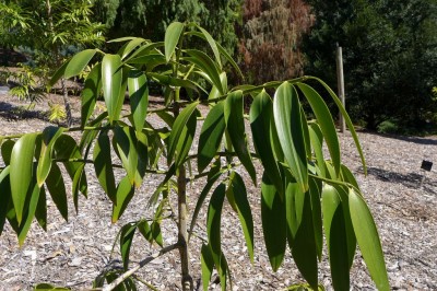 Cây dược liệu cây Kim giao - Nageia fleuryi (Hick.) de Laubenf, (Podocarpus fleuryi Hick., Decussocarpus fleuryi (Hick) de Laubenf.)