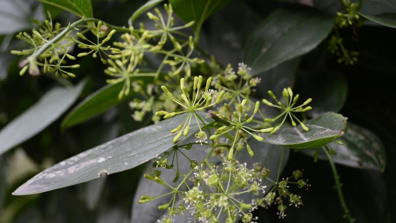 Cây dược liệu cây Kim cang lá xoan, Kim cang lá to - Smilax ovalifolia Roxb. (S, macrophylla Roxb)