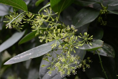 Cây dược liệu cây Kim cang lá xoan, Kim cang lá to - Smilax ovalifolia Roxb. (S, macrophylla Roxb)