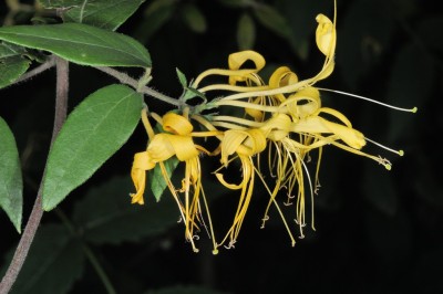 Cây dược liệu cây Kim ngân lá mốc, Kim ngân mặt dưới mốc - Lonicera hypoglauca Miq