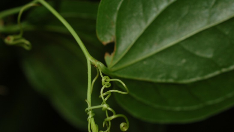 Cây dược liệu cây Kim cang đứng - Smilax verticalis Gagnep