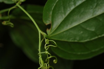 Cây dược liệu cây Kim cang đứng - Smilax verticalis Gagnep