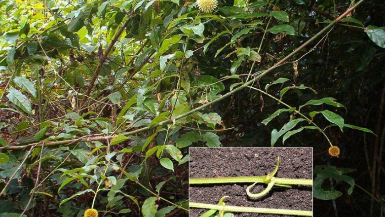 Cây dược liệu cây Câu đằng bóng, Vuốt trái - Uncaria laevigata Wall. ex G. Dop