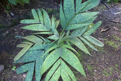 Cây dược liệu cây Cau chuột núi - Pinanga duperreana Pierre ex Becc