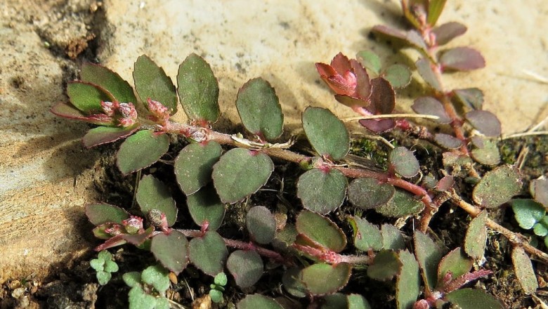 Cây dược liệu cây Cỏ sữa lá nhỏ, Cây vú sữa đất - Euphorbia thymifolia Burm