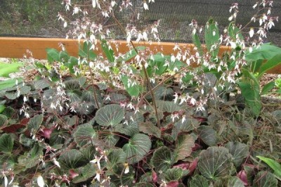 Cây dược liệu cây Cỏ tai hổ, Hổ nhĩ thảo - Saxifraga stolonifera Meerb. (S. sarmentosa L.f.)