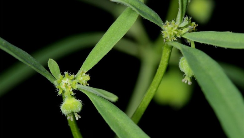 Cây dược liệu cây Cỏ sữa hoa không cuống, Tâm đậu thất - Euphorbia sessiliflora Rox