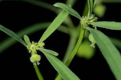 Cây dược liệu cây Cỏ sữa hoa không cuống, Tâm đậu thất - Euphorbia sessiliflora Rox