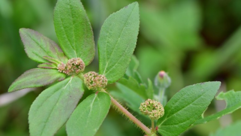 Cây dược liệu cây Cỏ sữa lá lớn - Euphorbia hirta L