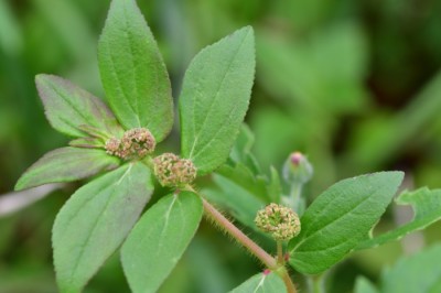 Cây dược liệu cây Cỏ sữa lá lớn - Euphorbia hirta L