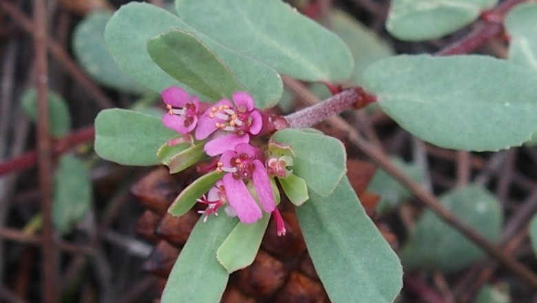 Cây dược liệu cây Cỏ sữa hồng - Euphorbia rosea Retz