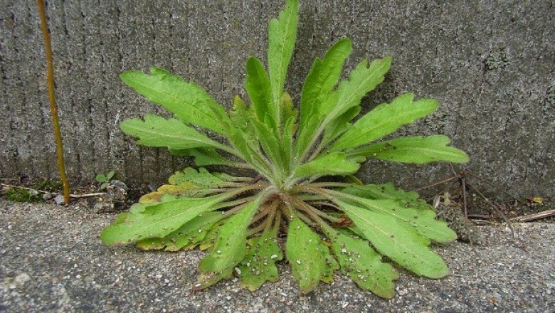 Cây dược liệu cây Cỏ tai hùm, Cổ bồng, Ngải dại - Conyza canadensis (L.) Cronq. (Erigeron canadensis L.)