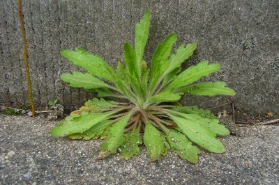 Cây dược liệu cây Cỏ tai hùm, Cổ bồng, Ngải dại - Conyza canadensis (L.) Cronq. (Erigeron canadensis L.)
