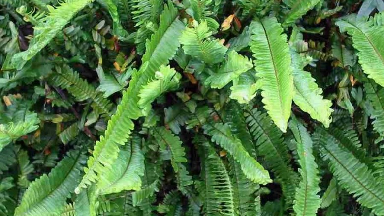Cây dược liệu cây Cốt cắn, Củ khát nước, Củ móng trâu - Nephrolepis cordifolia (L.) K. Presl