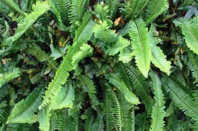 Cây dược liệu cây Cốt cắn, Củ khát nước, Củ móng trâu - Nephrolepis cordifolia (L.) K. Presl