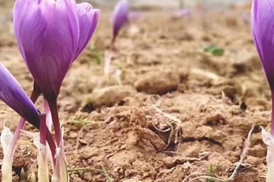 Tác dụng thực sự của nhụy hoa nghệ tây - thứ gia vị đắt hơn vàng ròng