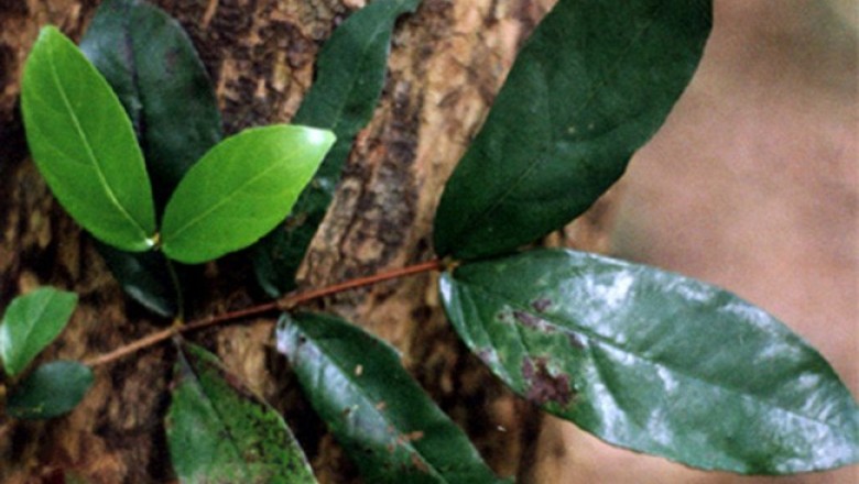 Cây dược liệu cây Cỏ sán, Mao hoa Trung Quốc - Erismanthus sinensis Oliv. (E. indochinensis Gagnep.)