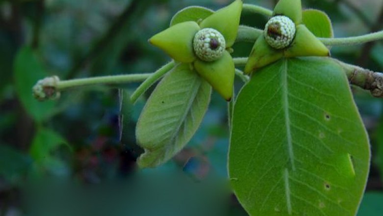 Cây dược liệu cây Cò sen, Song môi lông vàng, Mại liễu lông - Milius velutina (Dun) Hook. f.et