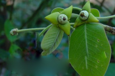 Cây dược liệu cây Cò sen, Song môi lông vàng, Mại liễu lông - Milius velutina (Dun) Hook. f.et