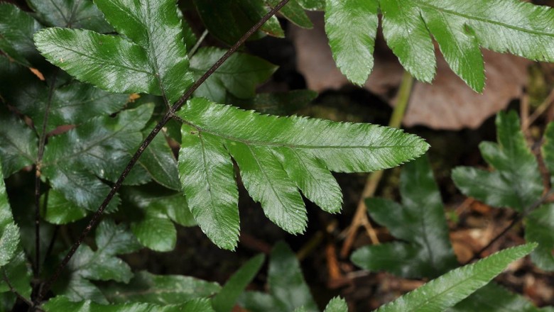 Cây dược liệu cây Cỏ seo gà xẻ nửa, Cây cẳng gà - Pteris semipinnata L