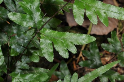 Cây dược liệu cây Cỏ seo gà xẻ nửa, Cây cẳng gà - Pteris semipinnata L