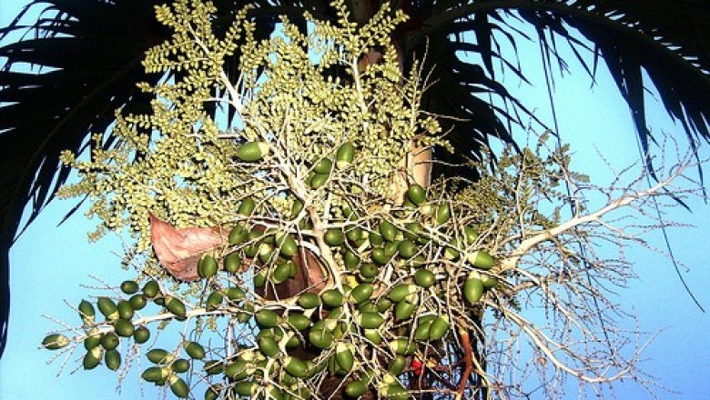 Cây dược liệu cây Cau Lào, Cau núi - Areca laosensis Becc