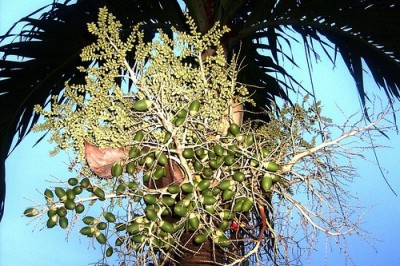 Cây dược liệu cây Cau Lào, Cau núi - Areca laosensis Becc