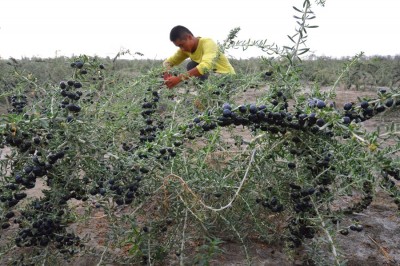 Cây dược liệu cây Câu kỷ quả đen, Khủ khởi, Rau khởi - Lycium ruthenicum Murr