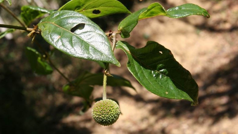 Cây dược liệu cây Câu đằng Trung Quốc - Uncaria sinensis (Oliv.), Havil