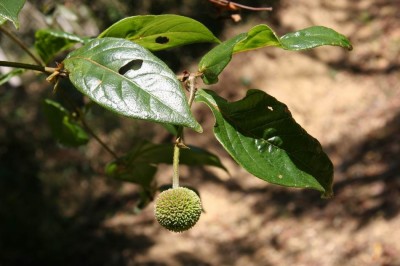 Cây dược liệu cây Câu đằng Trung Quốc - Uncaria sinensis (Oliv.), Havil