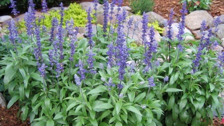 Cây dược liệu cây Cỏ rỏm, Hoa xôn xanh - Salvia farinacea Benth