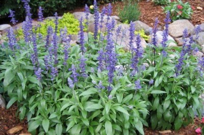 Cây dược liệu cây Cỏ rỏm, Hoa xôn xanh - Salvia farinacea Benth