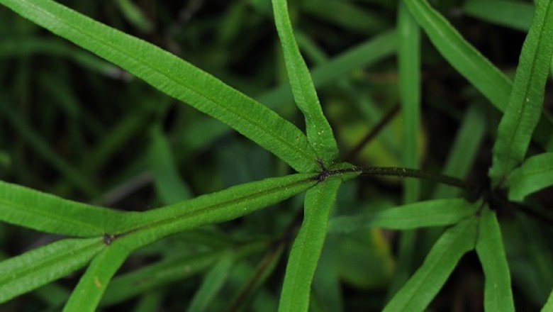 Cây dược liệu cây Cỏ seo gà - Phượng vĩ thảo - Pteris multifida Poir