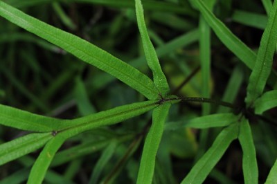 Cây dược liệu cây Cỏ seo gà - Phượng vĩ thảo - Pteris multifida Poir