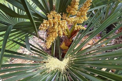 Cây dược liệu cây Cọ sẻ, Kè tàu - Livistona chinensis (Jacq.) R. Br. ex Mart