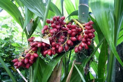 Cây dược liệu cây Cau rừng - Areca triandra Roxb