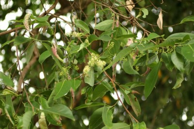 Cây dược liệu cây Cầy hay Kơ nia - Irvingia malayana Oliv. ex Benn