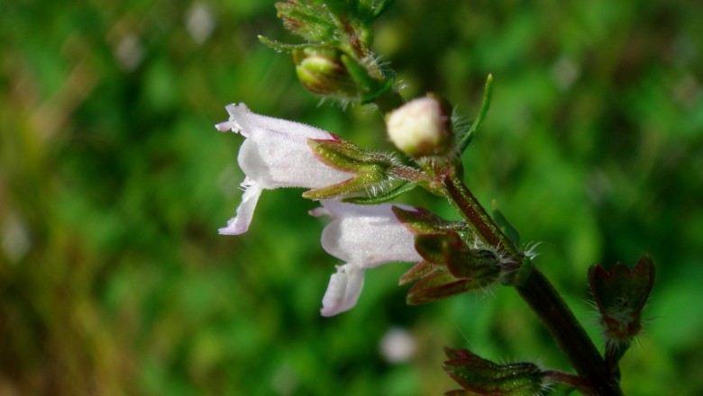 Cây dược liệu cây Cây men, Lá men, Kinh giới núi - Mosla dianthera (Buch: - Ham.) Maxim