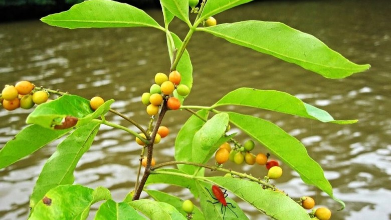 Cây dược liệu cây Chạc ba, Ngoại mộc Nam Bộ - Allophylus cobbe (L.) Raeusch. (A. cochinchinensis Pierre)
