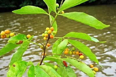 Cây dược liệu cây Chạc ba, Ngoại mộc Nam Bộ - Allophylus cobbe (L.) Raeusch. (A. cochinchinensis Pierre)