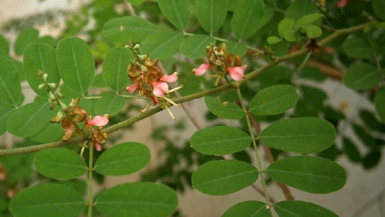 Cây dược liệu cây Chàm, Chàm đậu - Indigofera tinctoria L